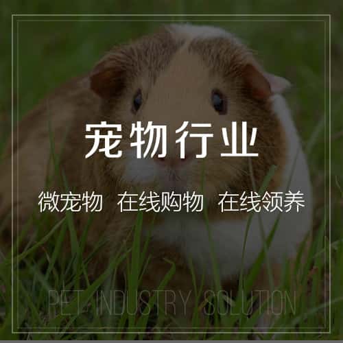 定西宠物